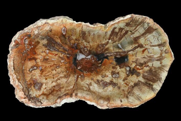 Petrified Horsetail (Calamites?) From Madagascar - Rare! #139602